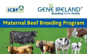 Gene Ireland Maternal Bull Breeder Program