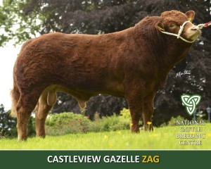 CASTLEVIEW GAZELLE, ZAG