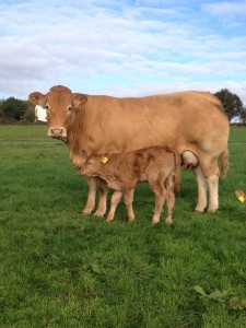 Mistic Delta-G (Mas du Clos x Highlander) with her bull calf by Bavardage.