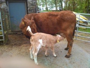 Read more about the article KCH Calves have arrived