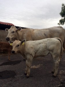 Read more about the article Gene Ireland ‘OHT’ & ‘YHB’ calves in Mayo