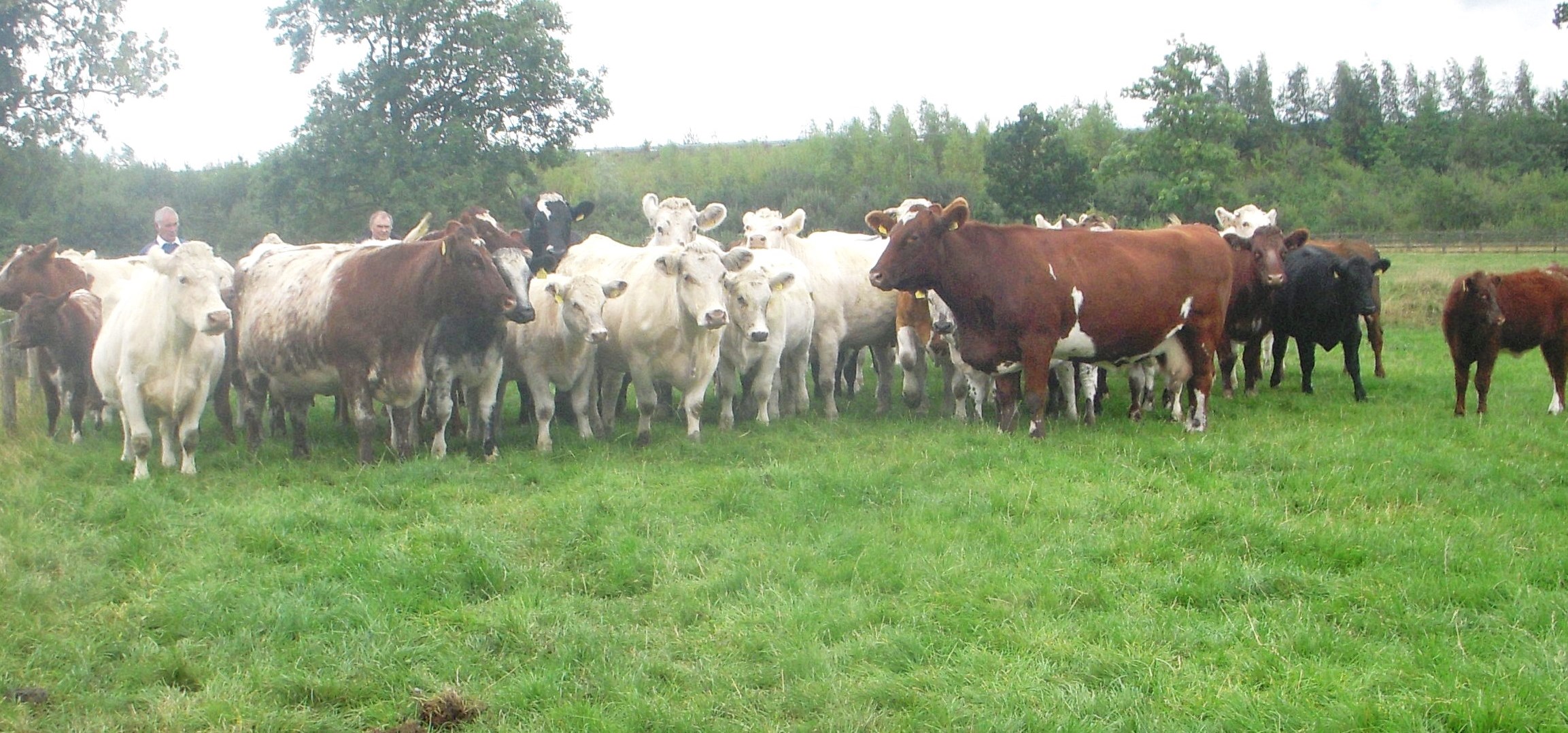 Peter Luttrell's Herd Group Photo