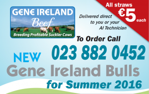 Read more about the article New Beef Gene Ireland Bulls Available