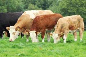 Read more about the article 5 Star Cows Deliver on BETTER Farms