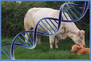 Read more about the article Beef genomic evaluations now available weekly