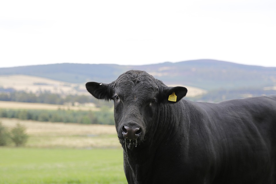 Read more about the article Beef Pedigree Registration Trends 2018