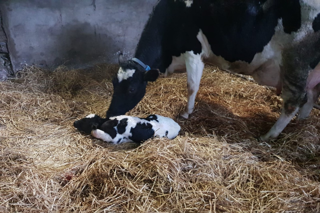 Read more about the article Latest trends in births from the dairy herd