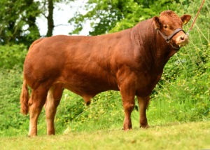 Read more about the article Gene Ireland Focus LM8619 – Castleview Reece