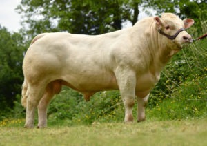 Read more about the article Beef Gene Ireland Focus (CH8571 – Recif)