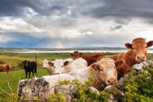 Read more about the article Beef Gene Ireland Launch – Spring 2023