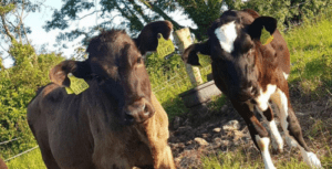 Read more about the article Now is a good time to weigh animals for the Dairy Beef Welfare Scheme