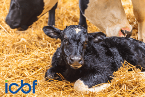 Are you in NGP? Here are some things to consider in advance of the 2025 Calving Season