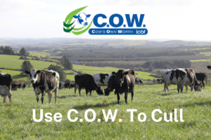 Read more about the article Make informed culling decisions with the C.O.W.