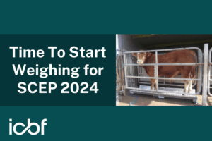 Read more about the article Time To Start Weighing for SCEP 2024