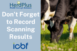 Read more about the article Have you scanned cows recently?