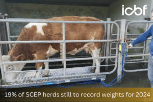 19% of SCEP herds still to record weights for 2024