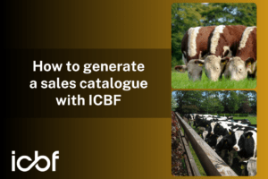 How to generate a sales catalogue with ICBF