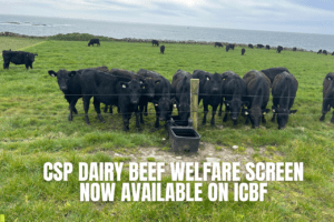 CSP Dairy Beef Welfare Screen Now Available on ICBF