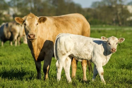 cow-and-calf-beef-500px